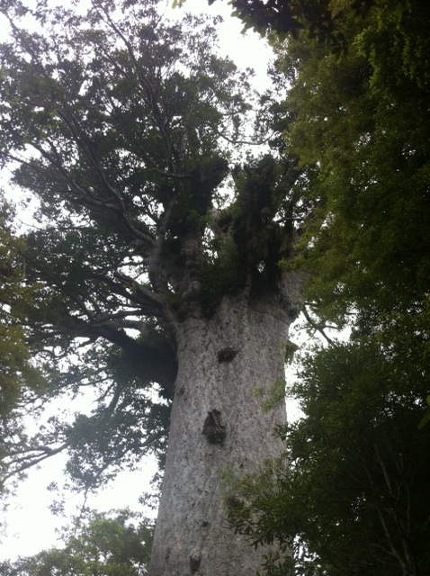 New Zealand 3000 tree